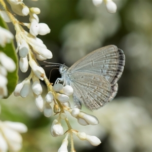 Zizina otis (Common Grass-Blue) at Campbell, ACT - 18 Nov 2025 by AlisonMilton