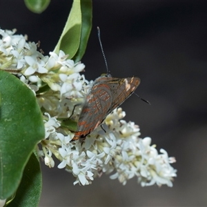 Hypochrysops delicia at Campbell, ACT - 18 Nov 2025 by AlisonMilton
