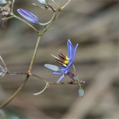 Dianella (genus) at Campbell, ACT - 18 Nov 2025 by AlisonMilton