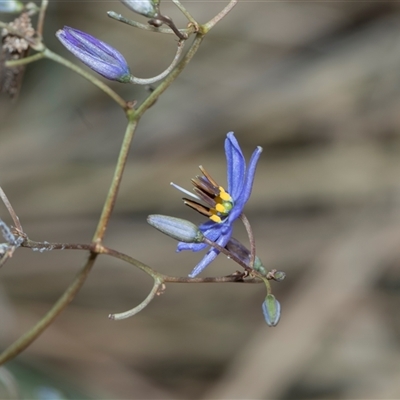 Dianella (genus) at Campbell, ACT - 18 Nov 2025 by AlisonMilton