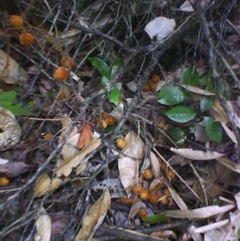 Jagera madida (Daintree foambark) at Syndicate, QLD - 2 Oct 2014 by JasonPStewart