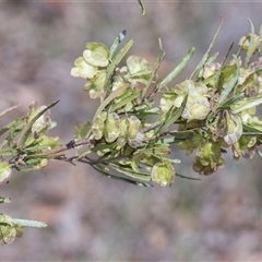 Dodonaea viscosa at Campbell, ACT - 18 Nov 2025 by AlisonMilton