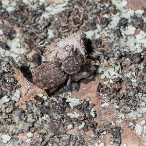 Unverified Weevil (Curculionoidea) at Campbell, ACT - 18 Nov 2025 by AlisonMilton