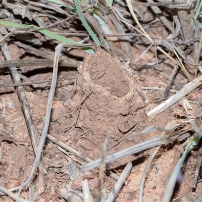 Camponotus intrepidus at Campbell, ACT - 19 Nov 2025 by AlisonMilton