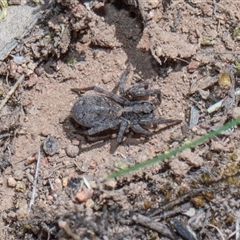 Lycosidae (family) (Wolf spider) at Campbell, ACT - 18 Nov 2025 by AlisonMilton