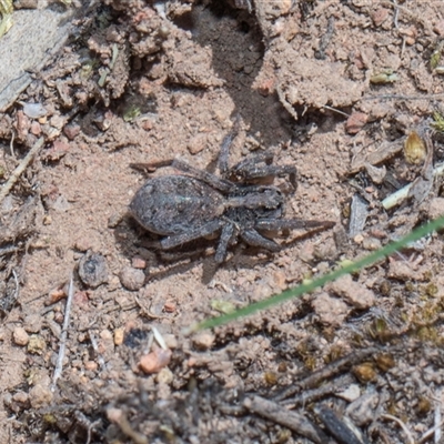 Lycosidae (family) (Wolf spider) at Campbell, ACT - 18 Nov 2025 by AlisonMilton