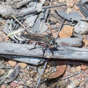Unverified Robber fly (Asilidae) at Campbell, ACT - 18 Nov 2025 by AlisonMilton