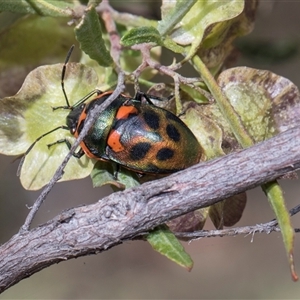 Scutiphora pedicellata (Metallic Jewel Bug) at Campbell, ACT - 18 Nov 2025 by AlisonMilton