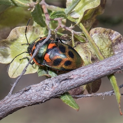 Scutiphora pedicellata (Metallic Jewel Bug) at Campbell, ACT - 18 Nov 2025 by AlisonMilton