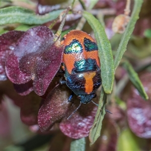 Choerocoris paganus (Ground shield bug) at Campbell, ACT - 18 Nov 2025 by AlisonMilton