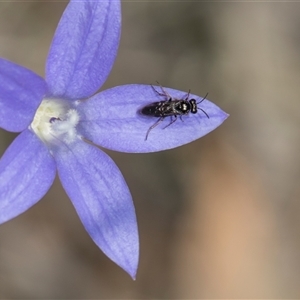 Unverified Wasp (Hymenoptera, Apocrita) at Campbell, ACT - 18 Nov 2025 by AlisonMilton