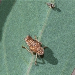 Brunotartessus fulvus (Yellow-headed Leafhopper) at Campbell, ACT - 18 Nov 2025 by AlisonMilton