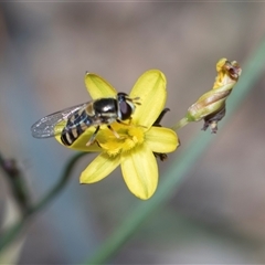 Melangyna viridiceps at Campbell, ACT - 18 Nov 2025 by AlisonMilton