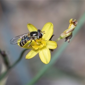Melangyna viridiceps at Campbell, ACT - 18 Nov 2025 by AlisonMilton
