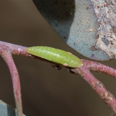 Ledrinae (subfamily) (A Flat-headed Leafhopper) at Campbell, ACT - 18 Nov 2025 by AlisonMilton
