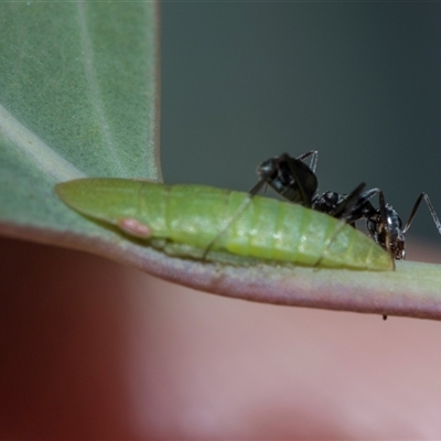 Ledrinae (subfamily) (A Flat-headed Leafhopper) at Campbell, ACT - 19 Nov 2025 by AlisonMilton