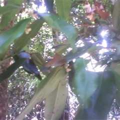 Kayea larnachiana at Syndicate, QLD - 9 Oct 2014 by JasonPStewart