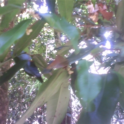 Kayea larnachiana at Syndicate, QLD - 9 Oct 2014 by JasonPStewart