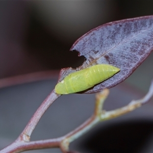 Ledrinae (subfamily) (A Flat-headed Leafhopper) at Campbell, ACT - 19 Nov 2025 by AlisonMilton