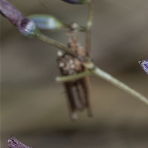 Unverified Case moth (Psychidae) at Campbell, ACT - 18 Nov 2025 by AlisonMilton