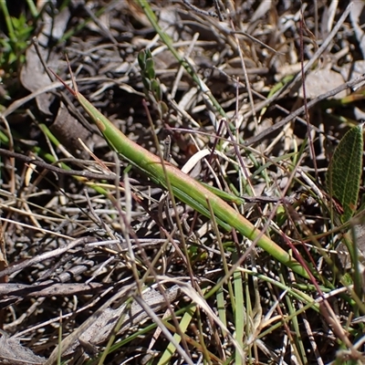 Psednura musgravei (Musgraves Psednura) at Monga, NSW - 19 Nov 2025 by AnneG1