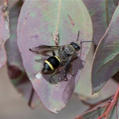 Austrogorytes bellicosus at Campbell, ACT - 18 Nov 2025 by AlisonMilton
