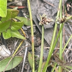 Isolepis inundata (Swamp Club Rush) at Bundanoon, NSW - 20 Nov 2025 by JaneR