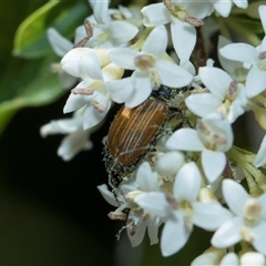 Phyllotocus rufipennis (Nectar scarab) at Campbell, ACT - 18 Nov 2025 by AlisonMilton