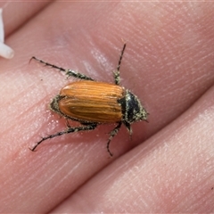 Phyllotocus rufipennis (Nectar scarab) at Hawker, ACT - 19 Nov 2025 by AlisonMilton