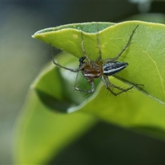Oxyopes (genus) at Campbell, ACT - 18 Nov 2025 by AlisonMilton