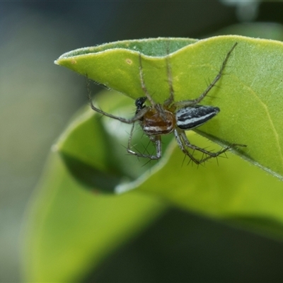 Oxyopes (genus) at Campbell, ACT - 18 Nov 2025 by AlisonMilton