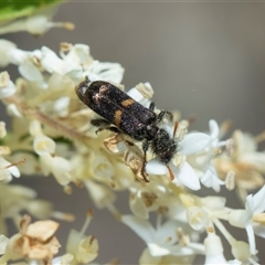 Eleale pulchra (Clerid beetle) at Campbell, ACT - 18 Nov 2025 by AlisonMilton