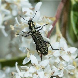Eleale aspera (Clerid beetle) at Campbell, ACT - 18 Nov 2025 by AlisonMilton