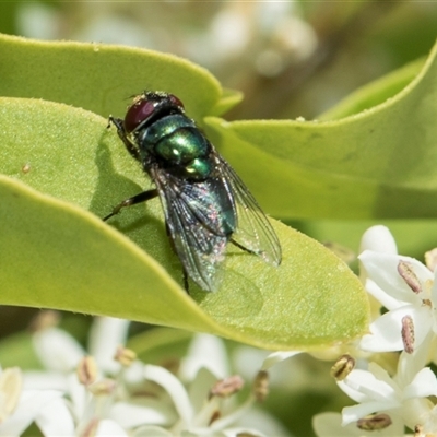 Lucilia cuprina at Hawker, ACT - 19 Nov 2025 by AlisonMilton