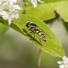 Melangyna viridiceps at Hawker, ACT - 19 Nov 2025 by AlisonMilton