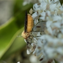 Bibio imitator at Hawker, ACT - 19 Nov 2025 by AlisonMilton