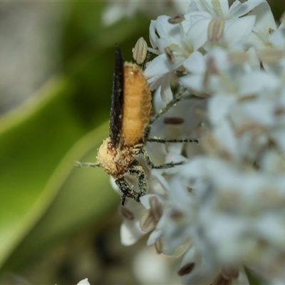 Bibio imitator at Hawker, ACT - 19 Nov 2025 by AlisonMilton