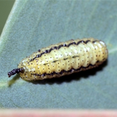 Gonipterini sp. (tribe) (A weevil) at Campbell, ACT - 19 Nov 2025 by AlisonMilton