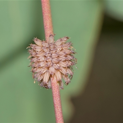 Paropsis atomaria (Eucalyptus leaf beetle) at Campbell, ACT - 19 Nov 2025 by AlisonMilton