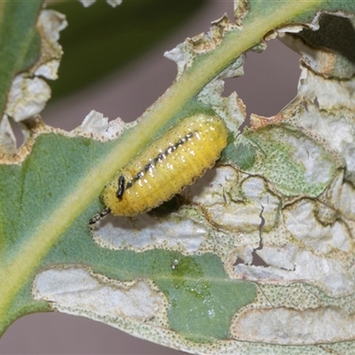 Gonipterini sp. (tribe) (A weevil) at Campbell, ACT - 18 Nov 2025 by AlisonMilton