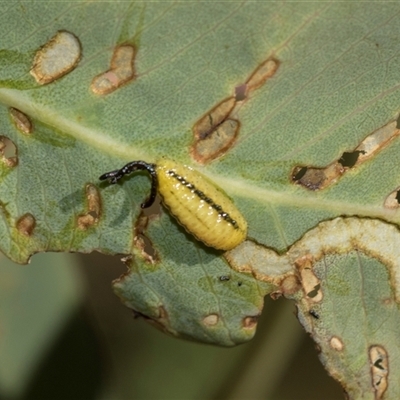 Gonipterini sp. (tribe) (A weevil) at Campbell, ACT - 19 Nov 2025 by AlisonMilton