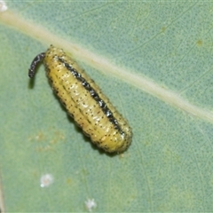 Gonipterini sp. (tribe) (A weevil) at Campbell, ACT - 19 Nov 2025 by AlisonMilton
