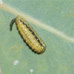 Gonipterini sp. (tribe) (A weevil) at Campbell, ACT - 19 Nov 2025 by AlisonMilton