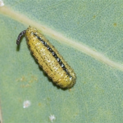 Gonipterini sp. (tribe) (A weevil) at Campbell, ACT - 19 Nov 2025 by AlisonMilton