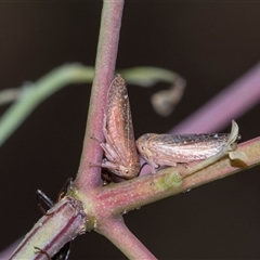 Katipo rubrivenosa (A leafhopper) at Campbell, ACT - 19 Nov 2025 by AlisonMilton