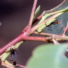 Katipo rubrivenosa (A leafhopper) at Campbell, ACT - 19 Nov 2025 by AlisonMilton