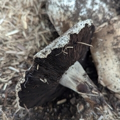 Agaricus campestris by CattleDog