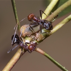 Brunotartessus fulvus (Yellow-headed Leafhopper) at Campbell, ACT - 19 Nov 2025 by AlisonMilton