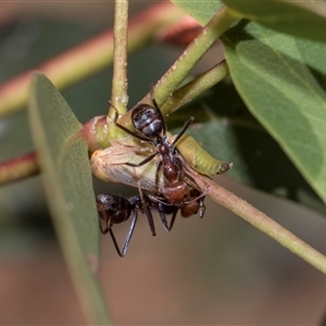 Iridomyrmex purpureus (Meat Ant) at Campbell, ACT - 19 Nov 2025 by AlisonMilton
