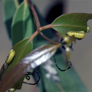 Gonipterini sp. (tribe) (A weevil) at Campbell, ACT - 19 Nov 2025 by AlisonMilton